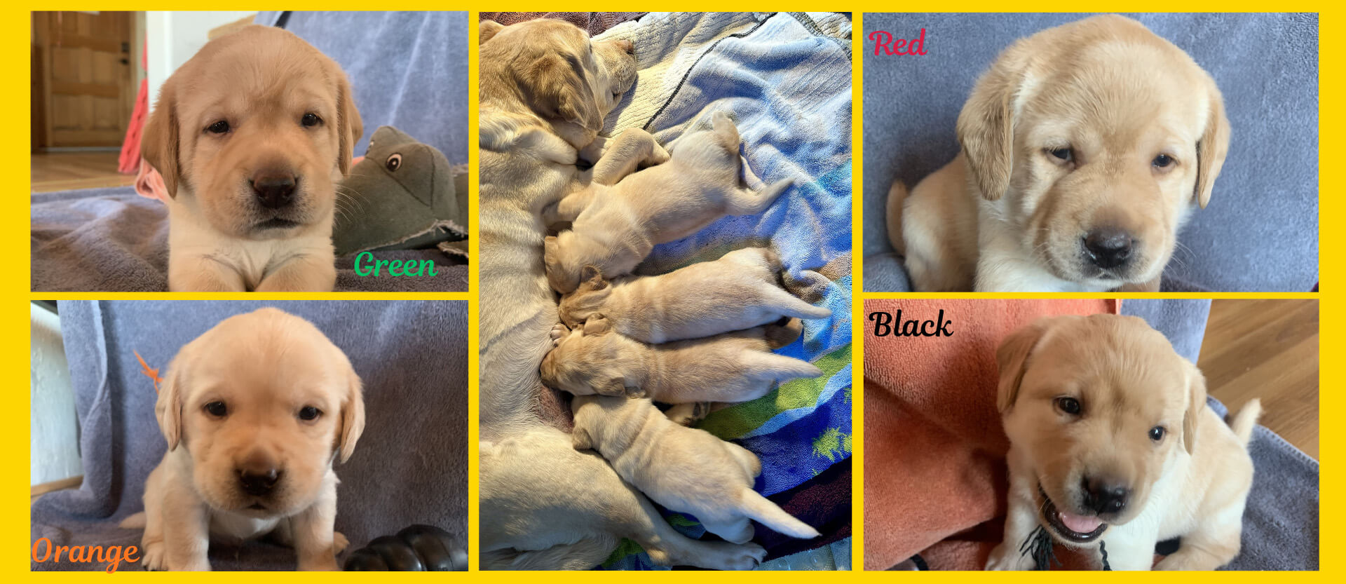 Meet the Puppies 2026